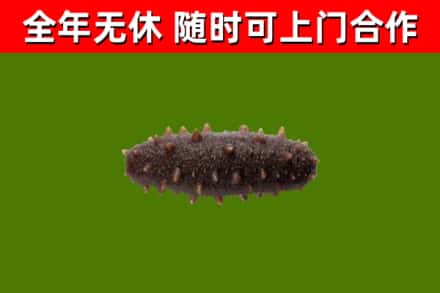 宝应回收海参干